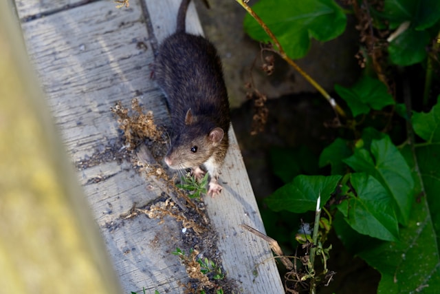 Mole control in action